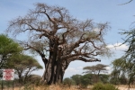 Parc de Tarangire