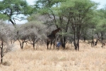 Parc de Tarangire