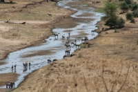 avec vue sur les zèbres, les éléphants