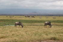 Amboseli
