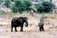 Girafes et éléphants