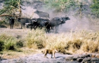 Lions et buffles