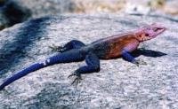 De couleurs différentes