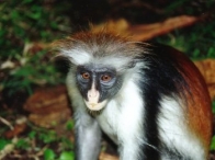 Un regard malicieux