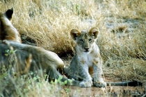 lionceau