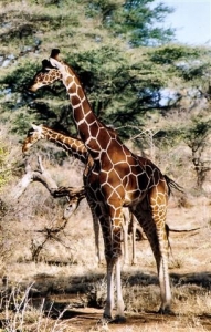 Girafe réticulée