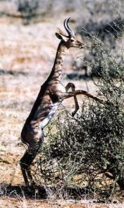 Gazelle girafe
