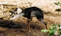 Dik dik de Günther