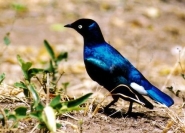 Un oiseau... superbe
