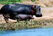 Un hippopotame et son petit