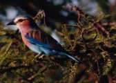 Un bel oiseau
