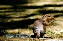 Petit mais mignon