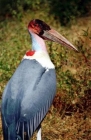 Muni d'un grand bec