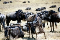 Un groupe de gnous