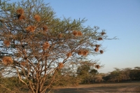 Des nids d'oiseaux...