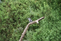 Nombreuses espèces d'oiseaux différents