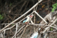 Nombreuses espèces d'oiseaux différents