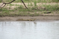 Sur la berge, il y a ...