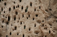 Des nids à foison !