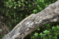 Grimpe et se confond...