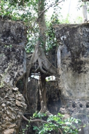 La nature reprend ses droits