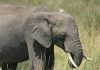 Bruno, deux voyages en Tanzanie ? Elephanteau