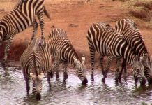 Safari Kenya Free.fr De la beauté à contempler