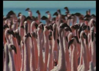 Walt Disney : Les Ailes Pourpres