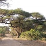 Le parc de Manyara