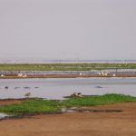 Lac de Manyara