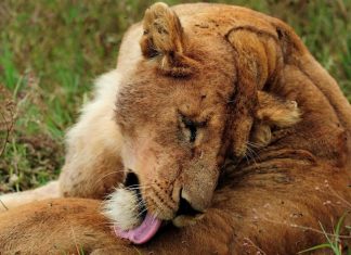 La Nikon School en Tanzanie