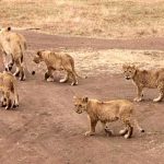 Lions dans le Ngorongoro