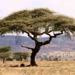 Un arbre dans le Serengeti