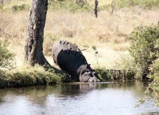 Gibb’s Farm, Naabi Hills, Kopjes Vacances merveilleuses