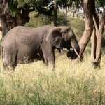 Un éléphant dans le Tarangire