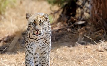 Samburu, Baringo, Bogoria, Navaisha Un léopard !