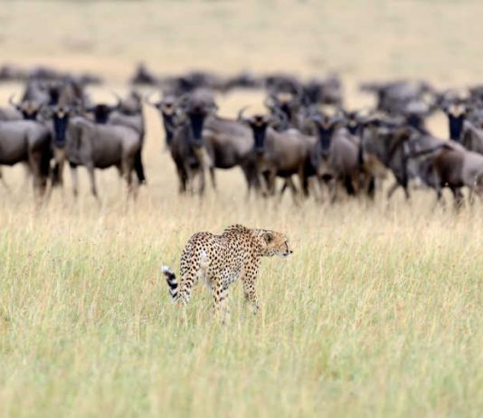 KATO KENYA (association de Tours Opérateurs au Kenya) Gnous et guépard