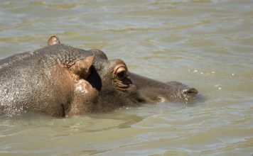 Un moment unique !!! Hippopotame
